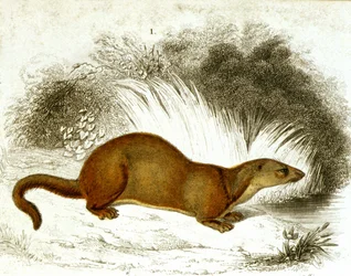 Nutria (grabado en color del siglo XIX)