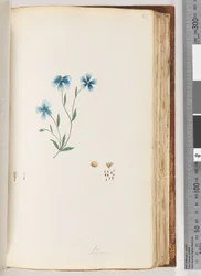 Página 100. Linum