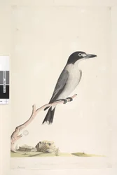 Página 10. Vanga. tamaño natural. Pájaro carnicero gris Cracticus torquatis macho, 1791-92