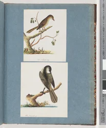 Página 113. Pájaro no identificado. 114. Pájaro no identificado