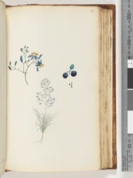 Página 114. Planta con flores sin nombre