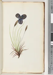 Página 11. Pattersonia