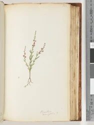 Página 122. Baeckea densifolia, posiblemente