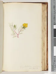 Página 134. Gompholobium grandiflorum / Exot. Bot. t. 5