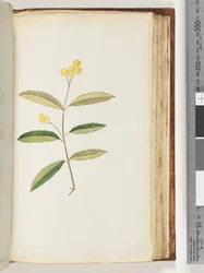 Página 140. Flor no identificada, octubre de 1794