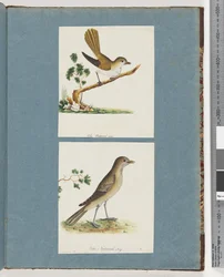 Página 142. Pájaro no identificado. 143. Pájaro no identificado