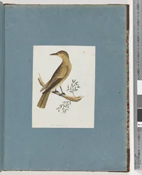 Página 144. Pájaro no identificado