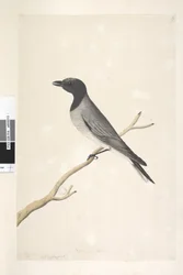Página 14. Ceblephyris. sobre el título en otra mano Agosto. Tamaño natural Pequeño Cuco, Alcaudón? Coracina robusta, 1791-92