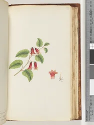 Página 169. Planta con flores sin nombre
