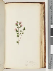 Página 170. Decandria monogynia. Kalmoides de Banks