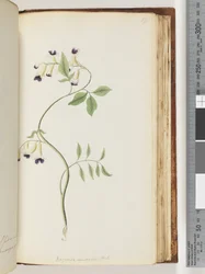 Página 171. Bignonia australis H.K