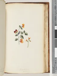 Página 180. Platylobium formosum (Guisante Plano Hermoso)