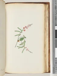 Página 186. Planta con flores, una enredadera
