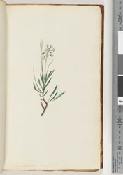 Página 18. Conospermum longifolium Coneseeds de hoja larga