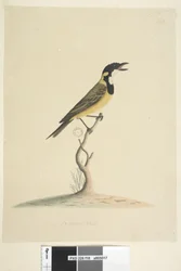 Página 18. Tamaño natural Silbador Dorado Pachycephala pectoralis, macho, 1791-92