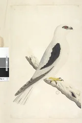 Página 1. Halcón, avistado en agosto, abajo a la izquierda con otra letra: agosto, tamaño natural. Elanio australiano Elanus axillaris Elanus notatus, 1791-92