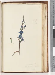 Página 203. Creo que esto es Thelymitra ixioides / Orquídea del sol manchada