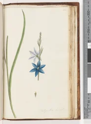 Página 204. Thelymitra ixiodes / Orquídea del Sol Manchada