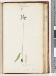Página 206. Reverso de los pétalos. Reverso de la hoja. Arethusa pilosa / Orquídea de labios de cera