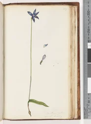 Página 207. Arethusa pilosa / orquídea de labios de cera