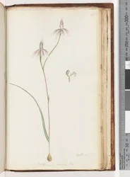 Página 208. Arethusa certe? Caladenia carnea Br / Orquídea de dedos rosados