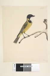 Página 20. Tamaño natural. Abril Golden Whistler Pachycephala pectoralis, macho, 1791-92