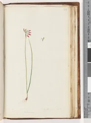 Página 210. Arethusa certe? (Caladenia)