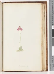 Página 212. Caladenia sp