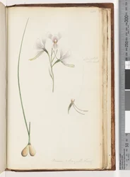 Página 214. Diuris elongata Saracty? Orquídea burro púrpura