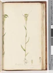 Página 215. Pterostylis op / viridis