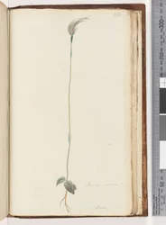 Página 216. Pterostylis nutans?