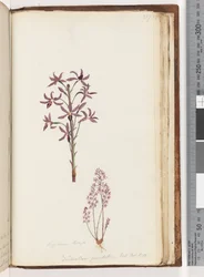 Página 217. Dipodium Brown / Dendrobium punctatum. Exot. Bot. t. 12. Orquídea Jacinto