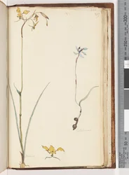 Página 219. Caladenia / Diuris dos plantas