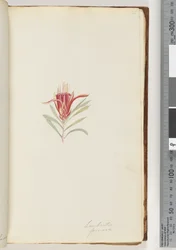 Página 21. Lambertia formosa / Diablo de montaña