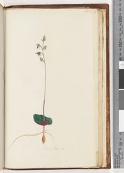 Página 222. Acianthus sp