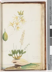 Página 224. Dendrobium speciosum (Orquídea de Roca)