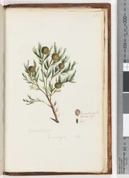 Página 253. Euphorbiaceae / Ricinocarpus ...? Arbusto de bodas