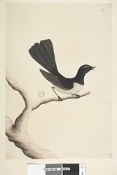 Página 28. Tamaño natural. Willie Wagtail Rhipidura leucophrys, 1791-92