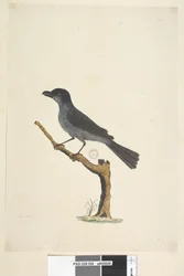 Página 29. Mirlo Mirlo de la Isla Norfolk? Aplonis fuscus, macho, 1791-92