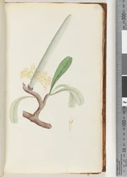Página 29. Banksia costera