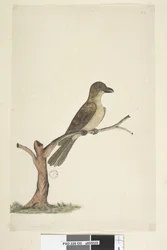 Página 30. ...? Mirlo de la Isla Norfolk? Aplonis fuscus, hembra, 1791-92