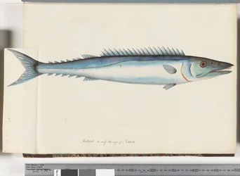 Página 32. Barracouta
