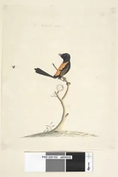 Página 33. Tamaño natural. Reyezuelo de espalda roja Malurus melanocephalus macho, 1791-92