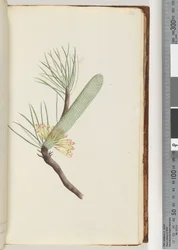 Página 33. Planta, Banksia spinulosa