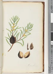 Página 36. Conchium