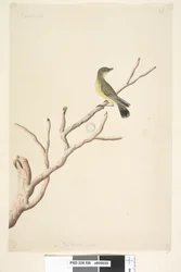 Página 36. Septiembre. Tamaño natural. Yellow Thornbill Acanthiza nana, 1791-92