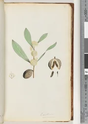 Página 37. Conchium nervosum