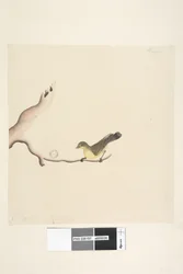 Página 37. Octubre. Tamaño natural Espina Amarilla Acanthiza nana, 1791-92