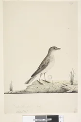 Página 38. Alundu? sobre el título en otra mano Tamaño natural, Julio Pipit Anthus australis, 1791-92