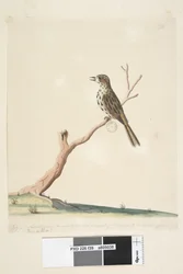 Página 39. Fringilla. a lo largo del borde inferior en otra mano julio, tamaño natural. Las notas de este pájaro son iguales si no superiores al Jilguero Inglés Silbador Moteado Chthonicola sagittata, 1791-92